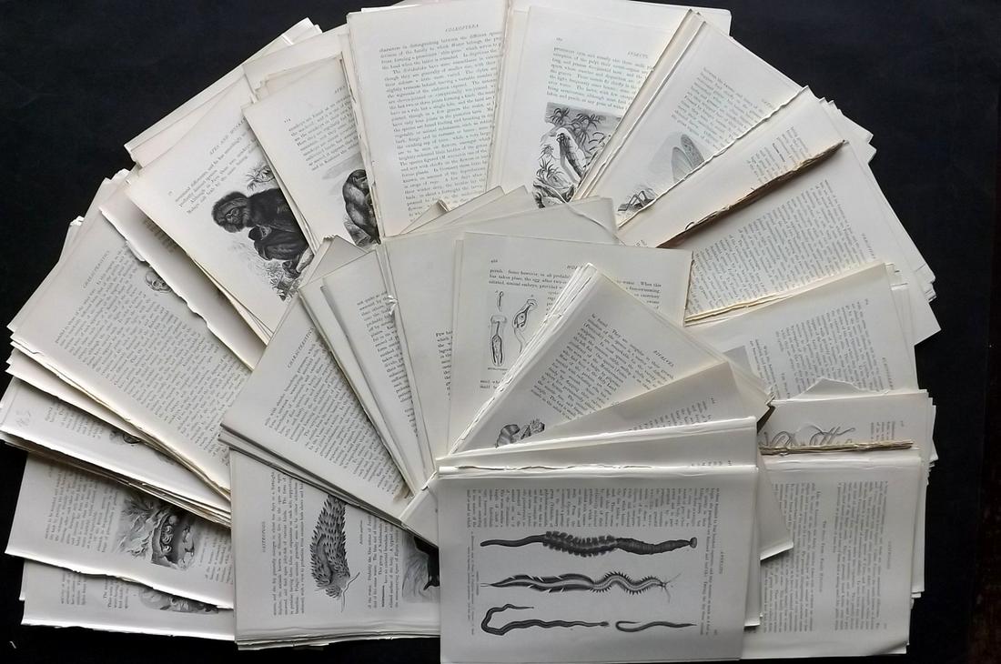 Lydekker, Richard 1895 Lot of 300 Illus. Animal Sheets: 300 Illustrated Sheets, Containing Wood Engravings with related surrounding and verso text Published 1894-95, London for "The Royal Natural History" by Richard Lydekker. Illustrated by Smit, Keulemans
