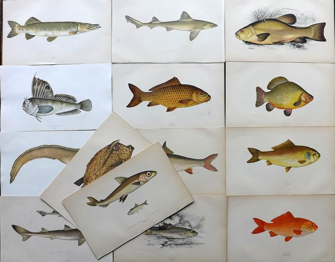 Couch, Jonathan 1865 Lot of 14 Antique Fish Prints (1 of 5)