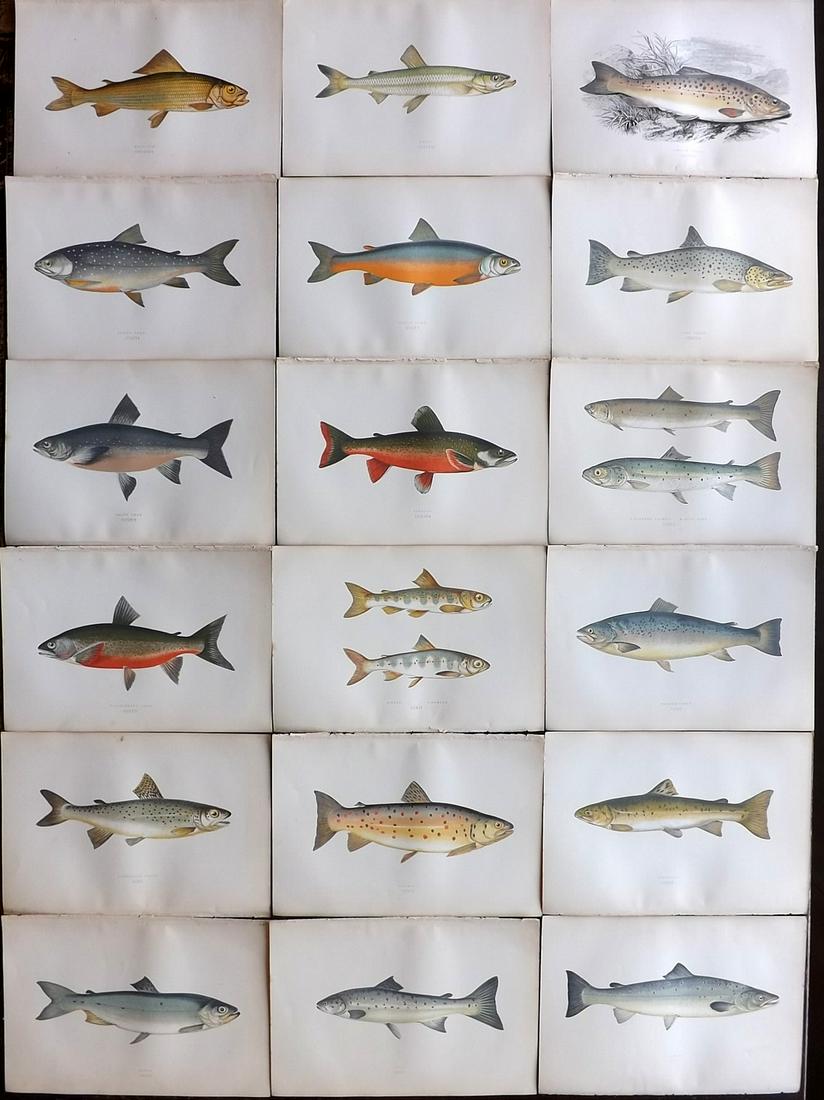 Couch, Jonathan 1878 Lot of 18 Antique Fish Prints: Color Printed Woodblocks Published 1877-78, London for "A History of the Fishes of the British Islands" by Jonathan Couch. Paper Size: 9.5 x 7 inch (24 x 17cm) Good Condition