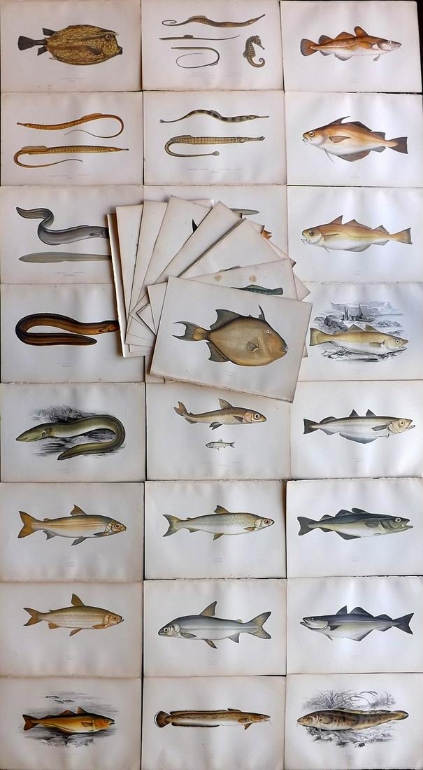 Couch, Jonathan 1878 Lot of 36 Antique Fish Prints: Color Printed Woodblocks Published 1877-78, London for "A History of the Fishes of the British Islands" by Jonathan Couch. Paper Size: 9.5 x 7 inch (24 x 17cm) Good Condition