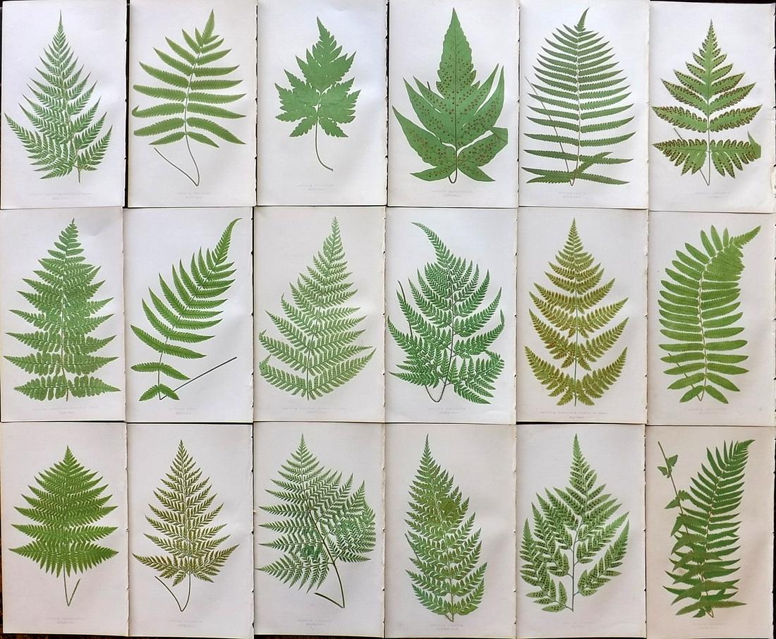 Lowe, Edward 1862 Lot of 18 Antique Fern Prints: Woodblock Published 1856-62 by Groombridge and Sons, London for "Ferns: British and Exotic" by Edward Lowe. Illustrated by A. F. Lydon. Printed by Benjamin Fawcett. Paper Size: 10 x 6 inch (25 x 15cm)