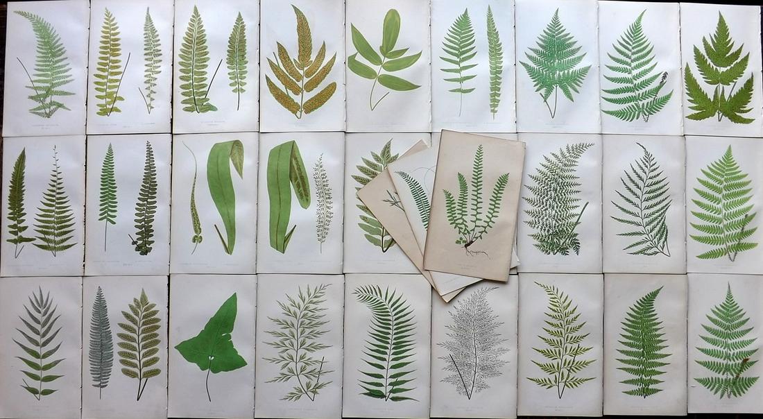 Lowe, Edward 1862 Lot of 30 Antique Fern Prints: Woodblock Published 1856-62 by Groombridge and Sons, London for "Ferns: British and Exotic" by Edward Lowe. Illustrated by A. F. Lydon. Printed by Benjamin Fawcett. Paper Size: 10 x 6 inch (25 x 15cm)