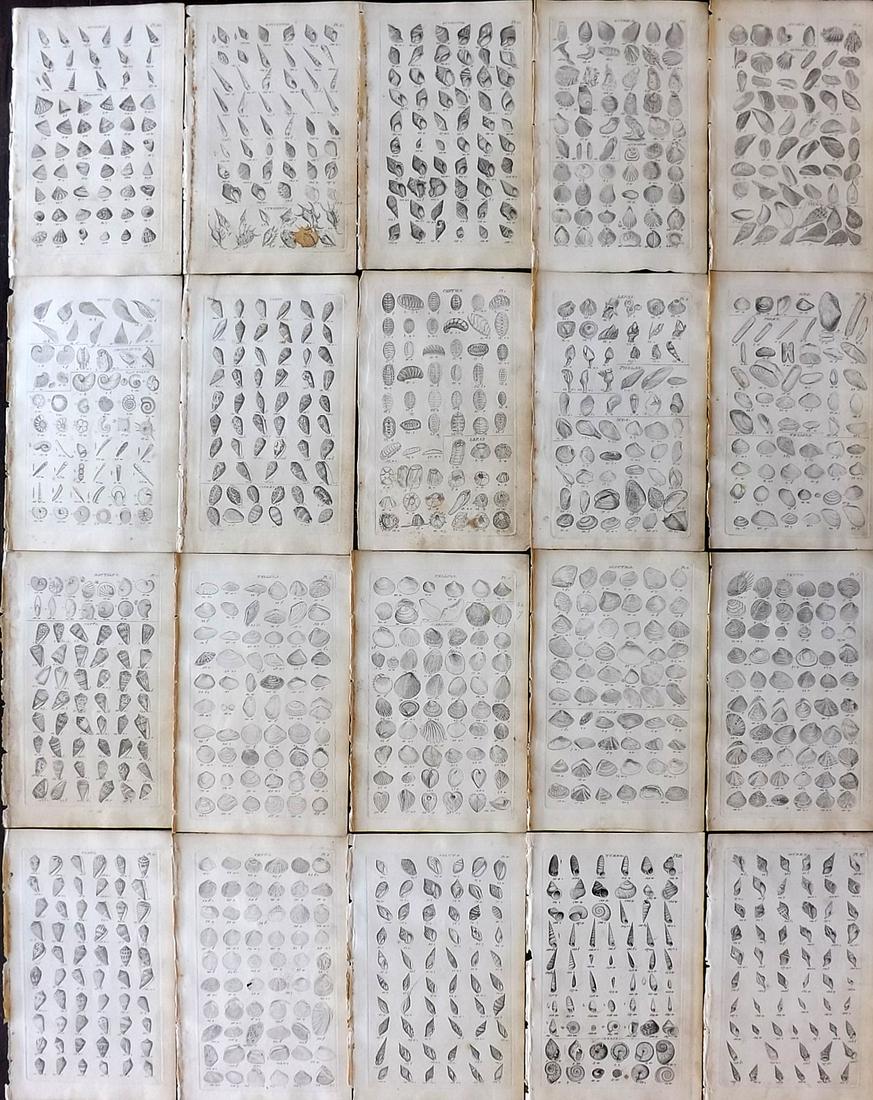 Wood, William 1825 Lot of 20 Antique Shell Prints: Etchings Published 1825, London for "Index Testaceologicus; Or A Catalogue of Shells, British and Foreign…" by William Wood. Paper Size: 8 x 5 inch (20 x 13cm) All with ink library stamp on reverse.