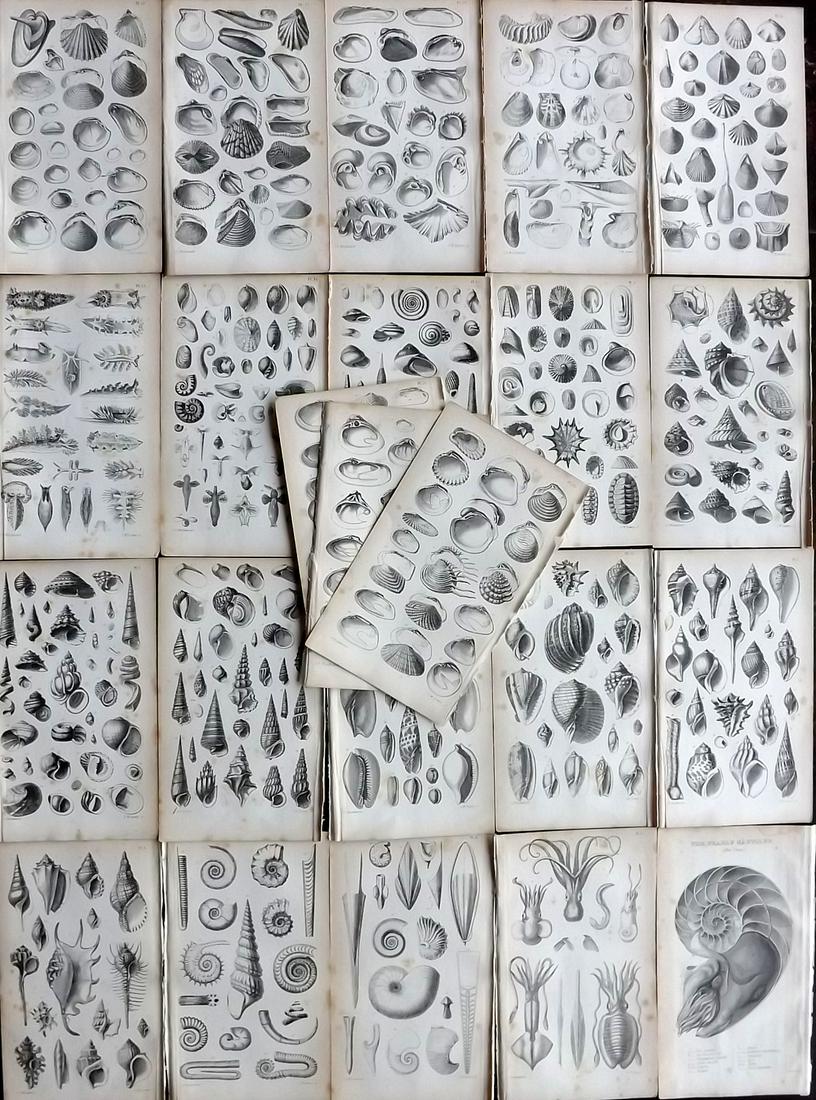 Woodward, S. P. 1866 Lot of 23 Antique Shell Prints (1 of 7)