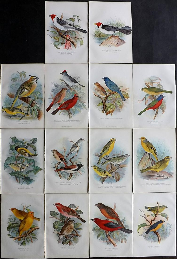 Frohawk, F. W. & Butler, Arthur 1899 Lot of 14 Bird Prints: Chromolithographs Published 1899, Hull and London for "Foreign Finches in Captivity" by Arthur G. Butler. Illustrated by F. W. Frohawk. Paper Size: 10.5 x 7 inch (27 x 18cm) Good condition