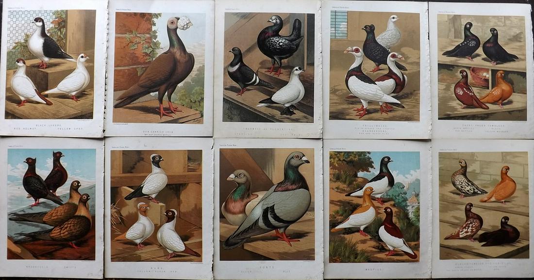 Fulton, Robert 1878 Lot of 10 Bird Prints. Pigeons: Chromolithographs Published 1876-78 by Cassell & Company, London for "The Illustrated Book of Pigeons" by Robert Fulton. Illustrated by J. W. Ludlow. Paper Size: 10.5 x 8 inch (27 x 21cm) Good Conditi