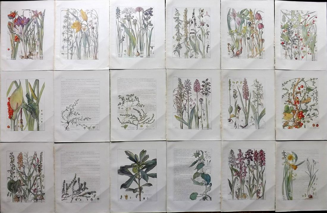 Adams, Isabel 1907 Lot of 18 Antique Botanical Prints: Offset Lithographs Published 1907-10, London for "Wild Flowers of British Isles" by Harriet Isabel Adams. Scarce. Paper Size: 11 x 8.5 inch (28 x 22cm) Good Condition