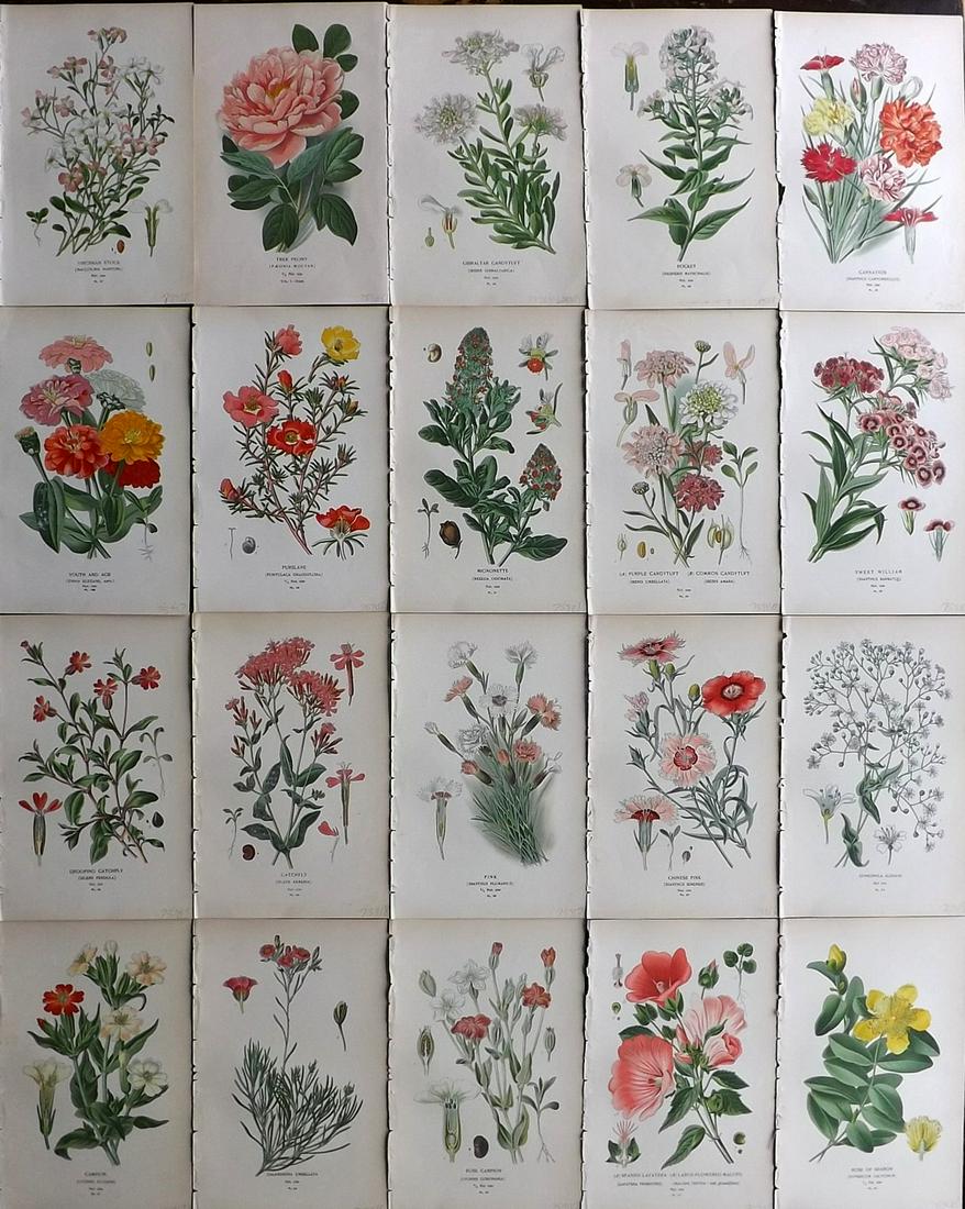 Step, Edward 1897 Lot of 20 Antique Botanical Prints: Chromolithographs Published 1896-97 by Frederick Warne & Co., London for "Favourite Flowers of Garden and Greenhouse" by Edward Step and William Watson. Paper Size: 9.5 x 6 inch (24 x 15cm) Good Condi