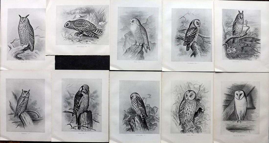 Frohawk, Frederick 1898 Lot of 10 Antique Owl Prints (1 of 2)