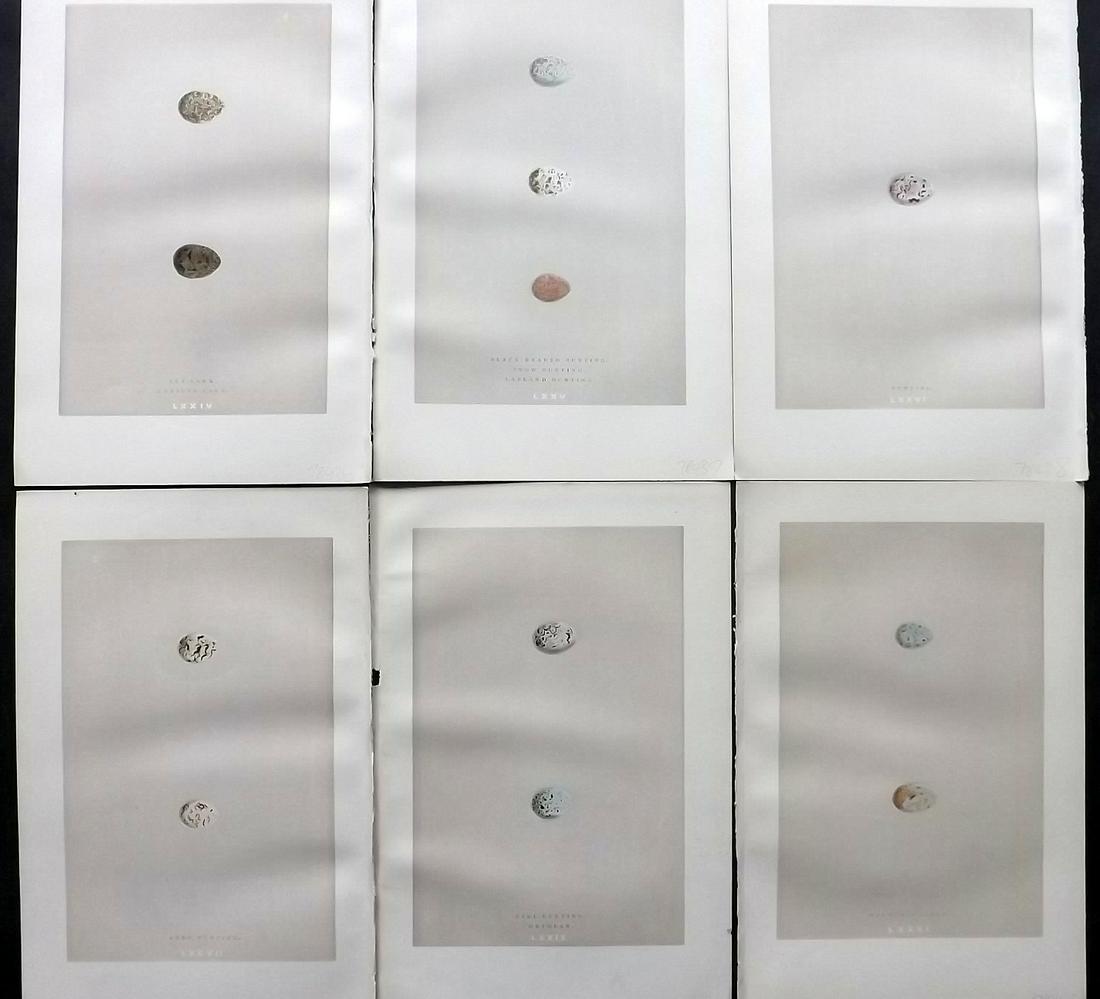 Morris, Francis 1892 Lot of 6 Bird Egg Prints: Woodblock Published 1892 by John C. Nimmo, London for "A Natural History of the Nests & Eggs of British Birds" By the Rev. Frances Orpen Morris, printed Benjamin Fawcett. Printed in colours and finish