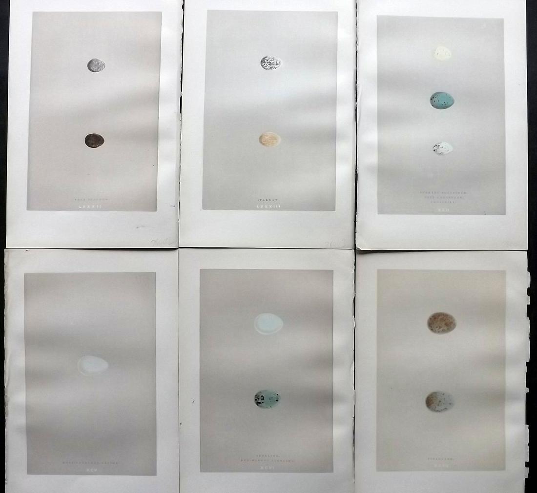 Morris, Francis 1892 Lot of 6 Bird Egg Prints: Woodblock Published 1892 by John C. Nimmo, London for "A Natural History of the Nests & Eggs of British Birds" By the Rev. Frances Orpen Morris, printed Benjamin Fawcett. Printed in colours and finish