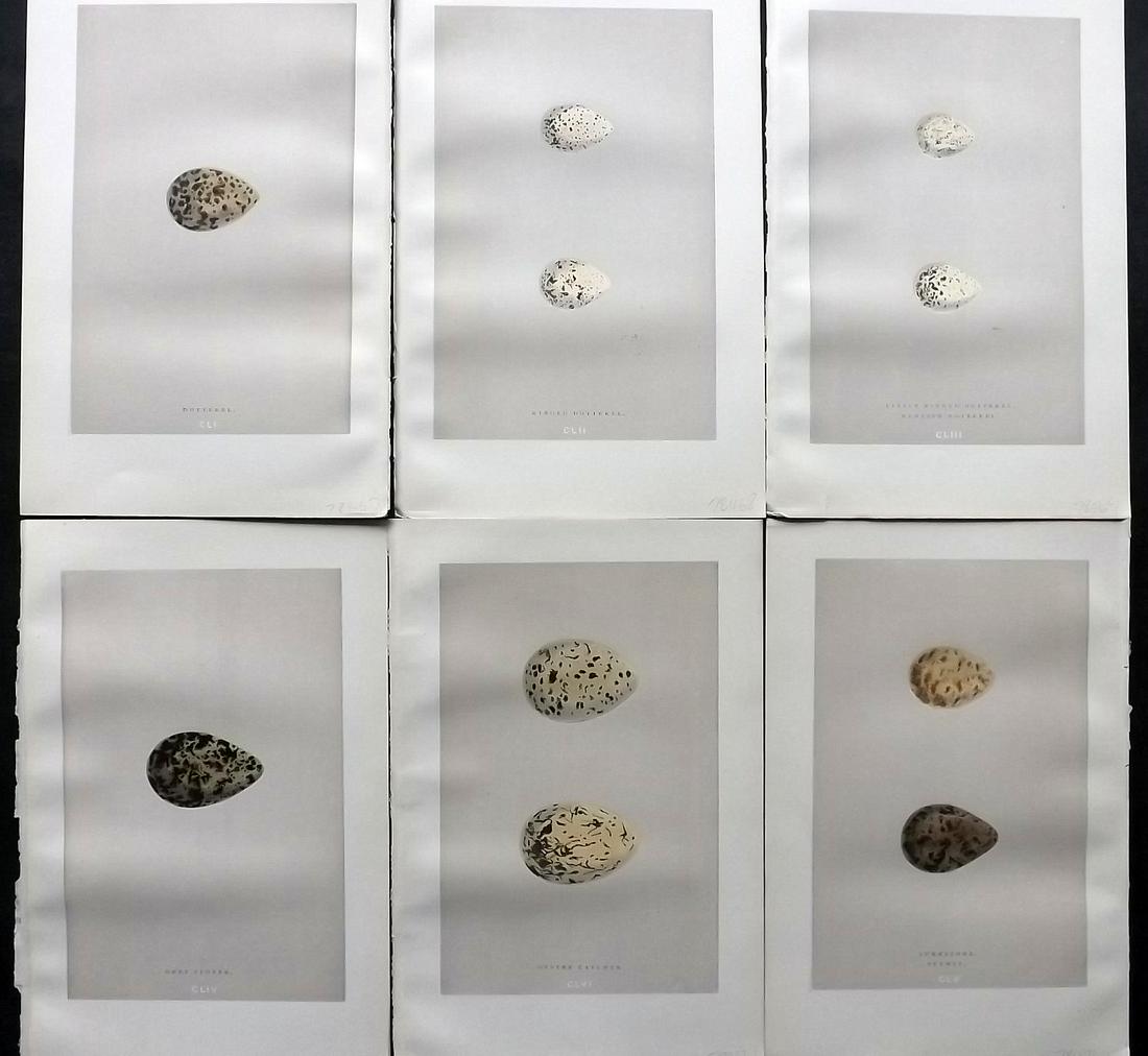 Morris, Francis 1892 Lot of 6 Bird Egg Prints: Woodblock Published 1892 by John C. Nimmo, London for "A Natural History of the Nests & Eggs of British Birds" By the Rev. Frances Orpen Morris, printed Benjamin Fawcett. Printed in colours and finish