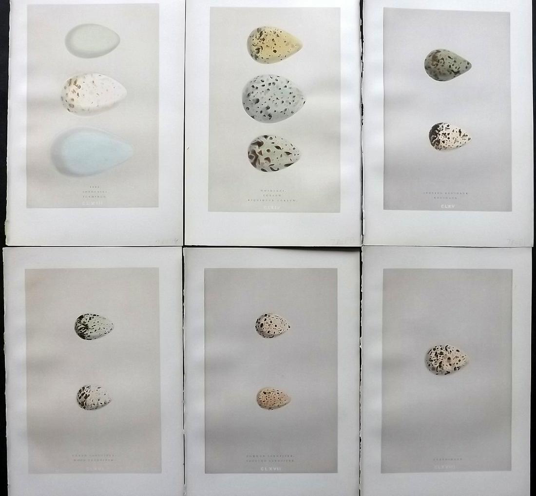 Morris, Francis 1892 Lot of 6 Bird Egg Prints: Woodblock Published 1892 by John C. Nimmo, London for "A Natural History of the Nests & Eggs of British Birds" By the Rev. Frances Orpen Morris, printed Benjamin Fawcett. Printed in colours and finish