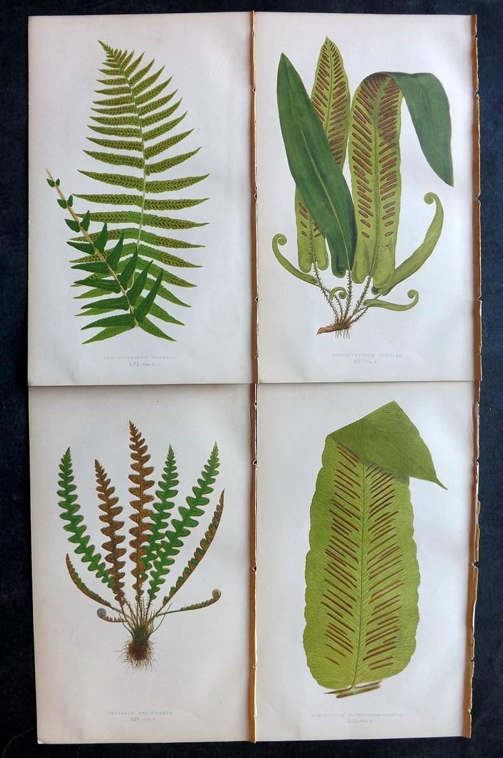 Lowe, Edward 1862 Lot of 4 Antique Fern Prints: Woodblock Published 1856-62 by Groombridge and Sons, London for "Ferns: British and Exotic" by Edward Lowe. Illustrated by A. F. Lydon. Printed by Benjamin Fawcett. Paper Size: 10 x 6 inch (25 x 15cm)