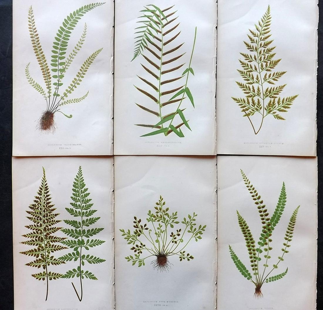 Lowe, Edward 1862 Lot of 6 Antique Fern Prints: Woodblock Published 1856-62 by Groombridge and Sons, London for "Ferns: British and Exotic" by Edward Lowe. Illustrated by A. F. Lydon. Printed by Benjamin Fawcett. Paper Size: 10 x 6 inch (25 x 15cm)