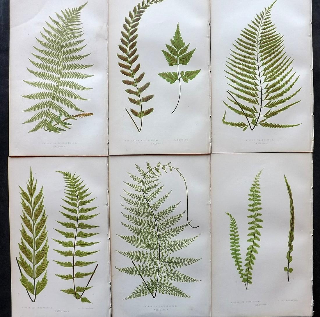 Lowe, Edward 1862 Lot of 6 Antique Fern Prints: Woodblock Published 1856-62 by Groombridge and Sons, London for "Ferns: British and Exotic" by Edward Lowe. Illustrated by A. F. Lydon. Printed by Benjamin Fawcett. Paper Size: 10 x 6 inch (25 x 15cm)