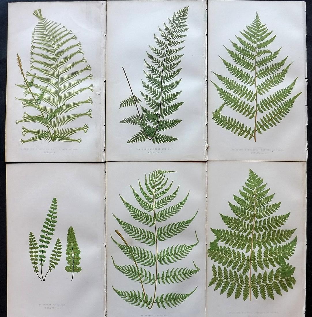 Lowe, Edward 1862 Lot of 6 Antique Fern Prints: Woodblock Published 1856-62 by Groombridge and Sons, London for "Ferns: British and Exotic" by Edward Lowe. Illustrated by A. F. Lydon. Printed by Benjamin Fawcett. Paper Size: 10 x 6 inch (25 x 15cm)