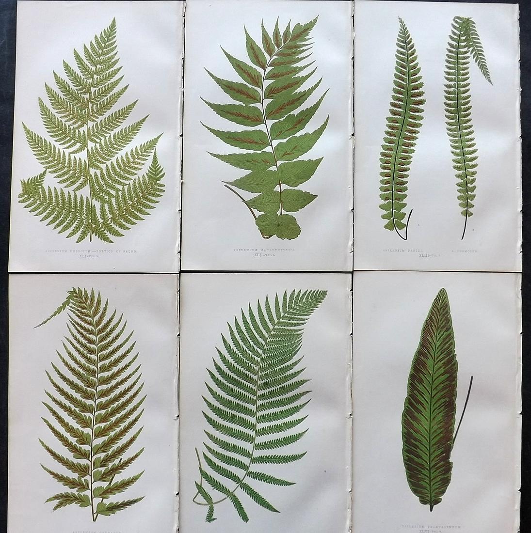 Lowe, Edward 1862 Lot of 6 Antique Fern Prints: Woodblock Published 1856-62 by Groombridge and Sons, London for "Ferns: British and Exotic" by Edward Lowe. Illustrated by A. F. Lydon. Printed by Benjamin Fawcett. Paper Size: 10 x 6 inch (25 x 15cm)
