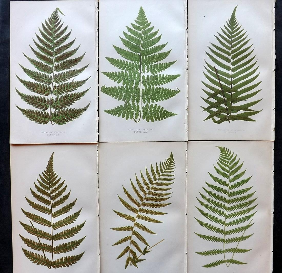Lowe, Edward 1862 Lot of 6 Antique Fern Prints: Woodblock Published 1856-62 by Groombridge and Sons, London for "Ferns: British and Exotic" by Edward Lowe. Illustrated by A. F. Lydon. Printed by Benjamin Fawcett. Paper Size: 10 x 6 inch (25 x 15cm)