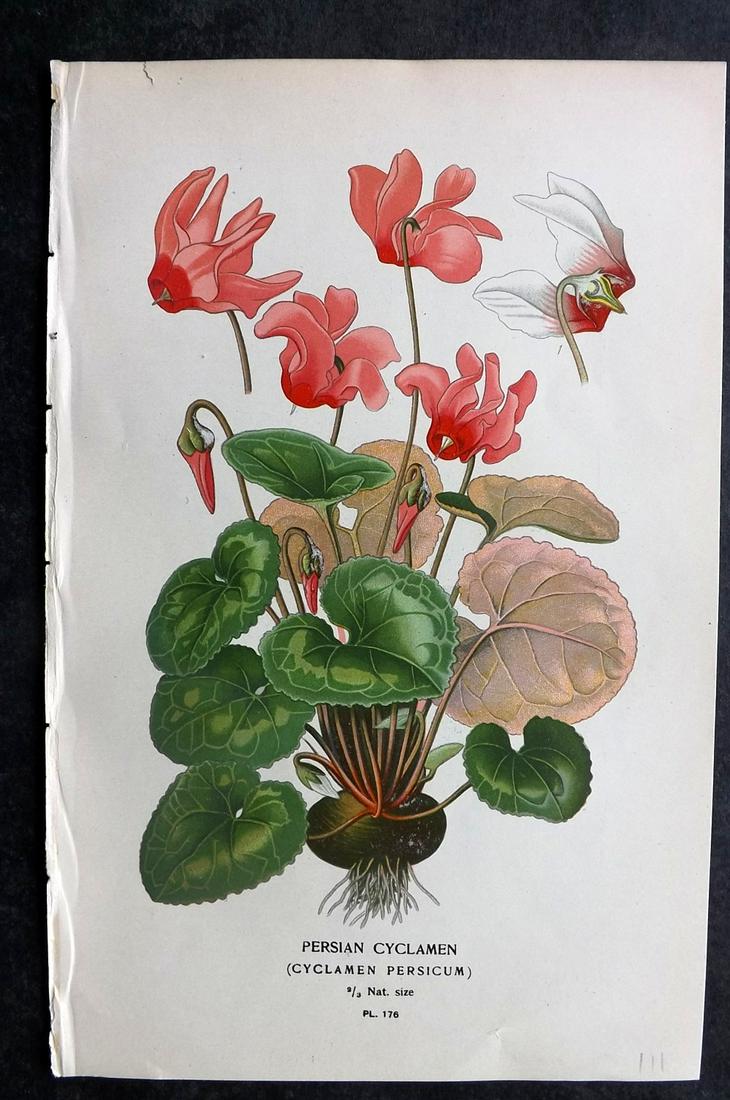 Step, Edward 1897 Botanical Print. Persian Cyclamen (1 of 2)