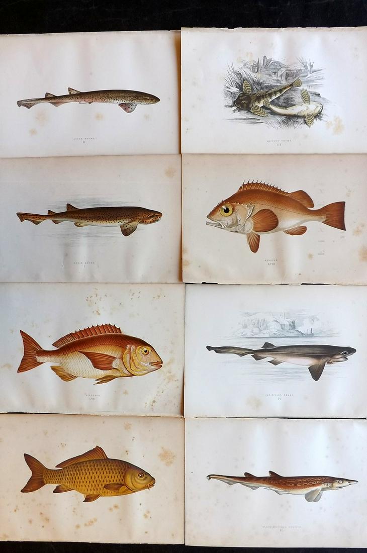 Couch, Jonathan 1878 Lot of 8 Antique Fish Prints: Color Printed Woodblocks Published 1877-78, London for "A History of the Fishes of the British Islands" by Jonathan Couch. Paper Size: 9.5 x 7 inch (24 x 17cm) Some tone spotting