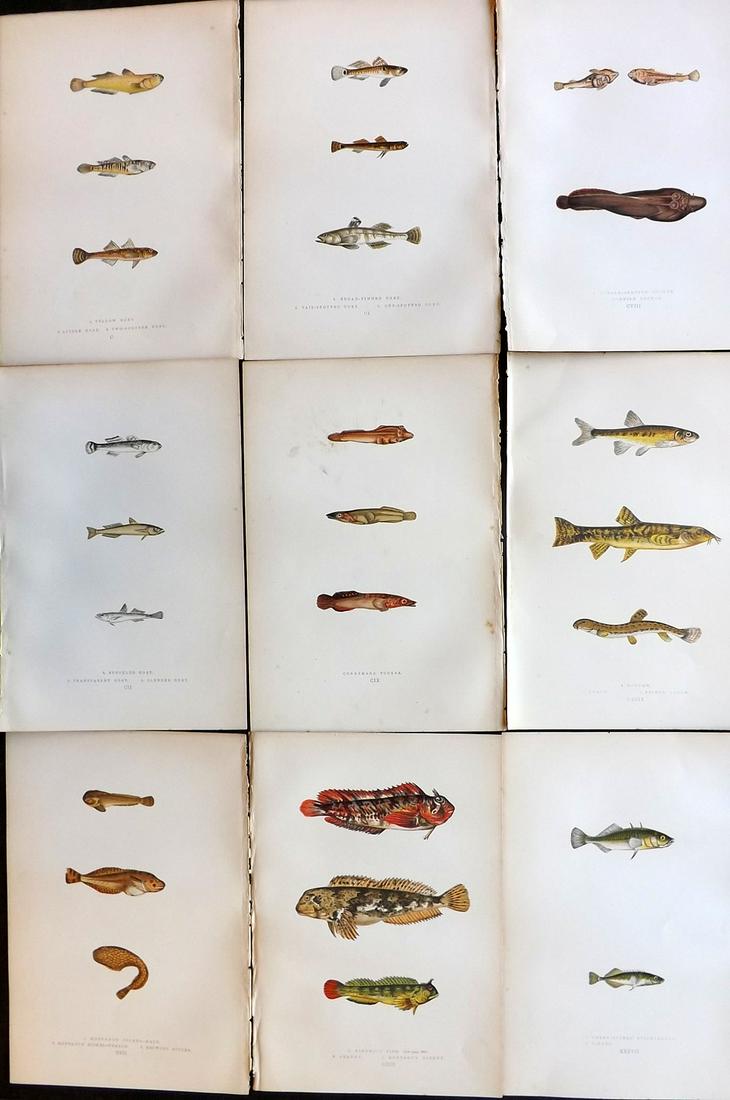 Couch, Jonathan 1878 Lot of 9 Antique Fish Prints: Color Printed Woodblocks Published 1877-78, London for "A History of the Fishes of the British Islands" by Jonathan Couch. Paper Size: 9.5 x 7 inch (24 x 17cm) Good Condition