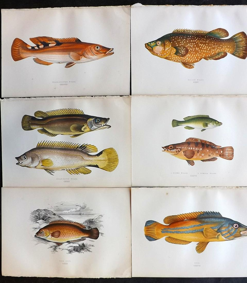 Couch, Jonathan 1878 Lot of 6 Antique Fish Prints: Color Printed Woodblocks Published 1877-78, London for "A History of the Fishes of the British Islands" by Jonathan Couch. Paper Size: 9.5 x 7 inch (24 x 17cm) Good Condition