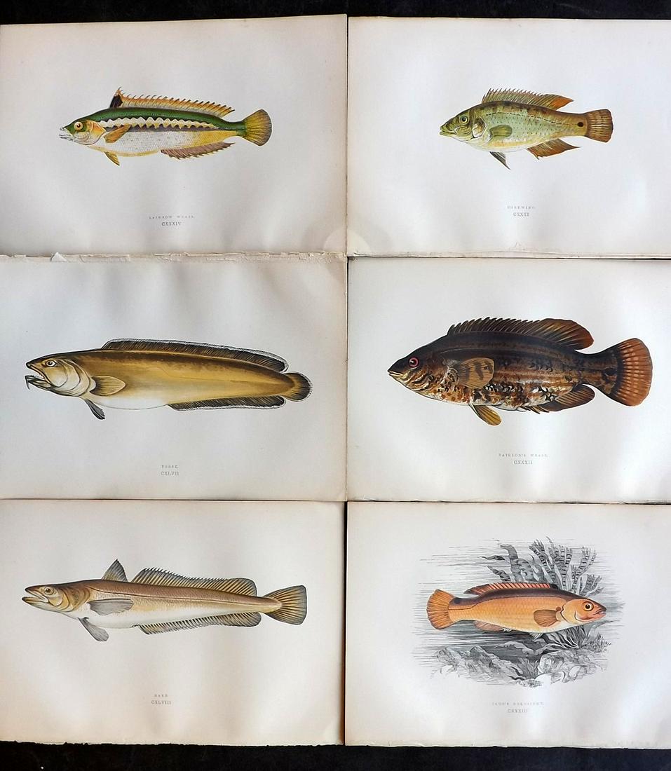 Couch, Jonathan 1878 Lot of 6 Antique Fish Prints: Color Printed Woodblocks Published 1877-78, London for "A History of the Fishes of the British Islands" by Jonathan Couch. Paper Size: 9.5 x 7 inch (24 x 17cm) Good Condition