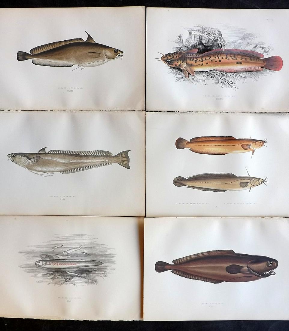 Couch, Jonathan 1878 Lot of 6 Antique Fish Prints: Color Printed Woodblocks Published 1877-78, London for "A History of the Fishes of the British Islands" by Jonathan Couch. Paper Size: 9.5 x 7 inch (24 x 17cm) Good Condition