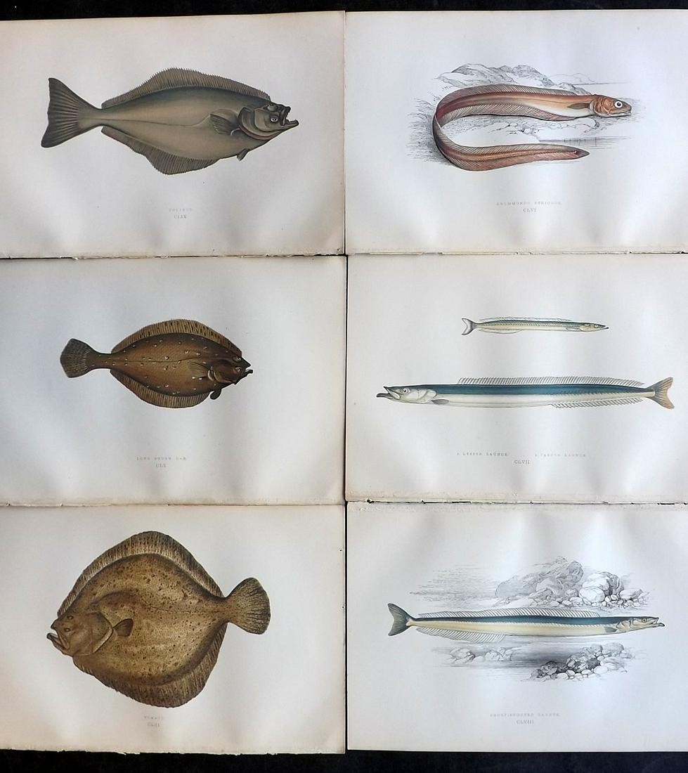 Couch, Jonathan 1878 Lot of 6 Antique Fish Prints: Color Printed Woodblocks Published 1877-78, London for "A History of the Fishes of the British Islands" by Jonathan Couch. Paper Size: 9.5 x 7 inch (24 x 17cm) Good Condition