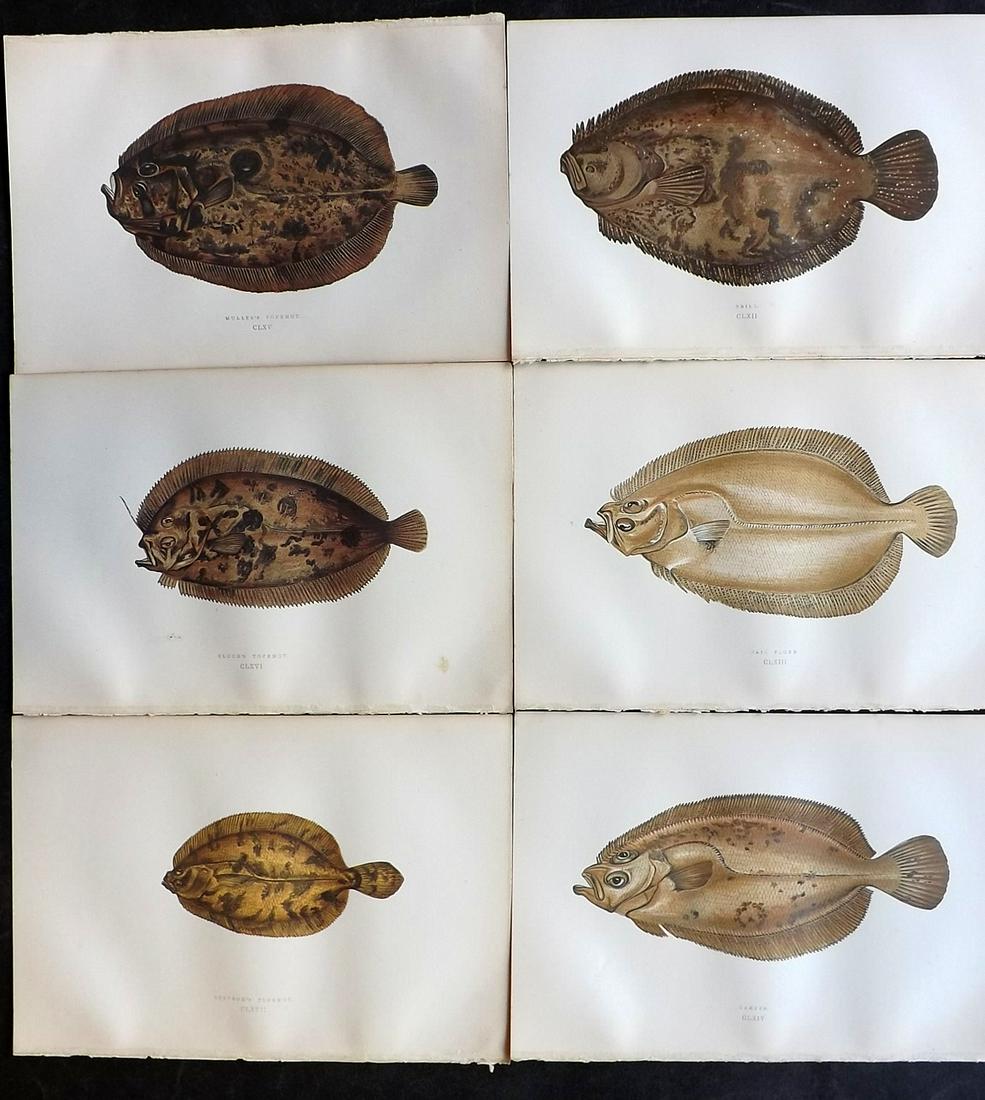 Couch, Jonathan 1878 Lot of 6 Antique Fish Prints: Color Printed Woodblocks Published 1877-78, London for "A History of the Fishes of the British Islands" by Jonathan Couch. Paper Size: 9.5 x 7 inch (24 x 17cm) Good Condition