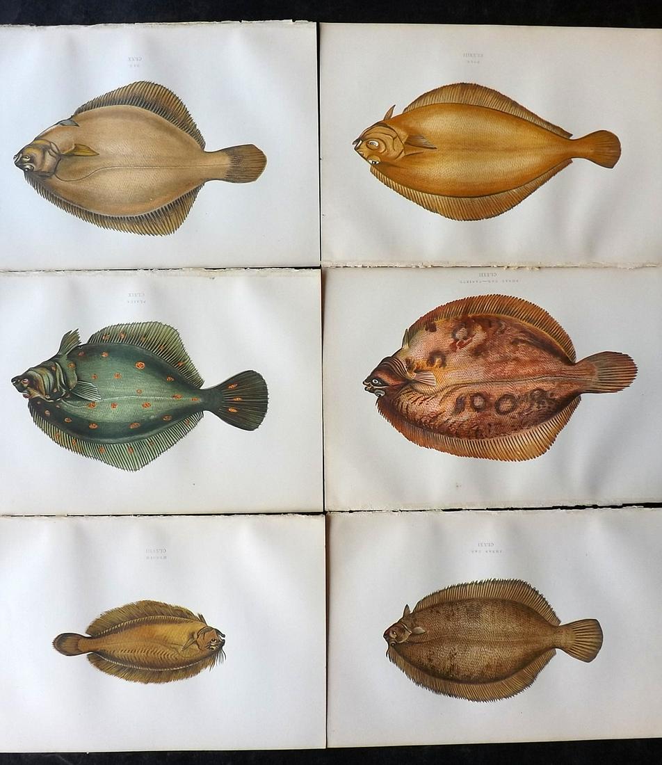 Couch, Jonathan 1878 Lot of 6 Antique Fish Prints: Color Printed Woodblocks Published 1877-78, London for "A History of the Fishes of the British Islands" by Jonathan Couch. Paper Size: 9.5 x 7 inch (24 x 17cm) Good Condition