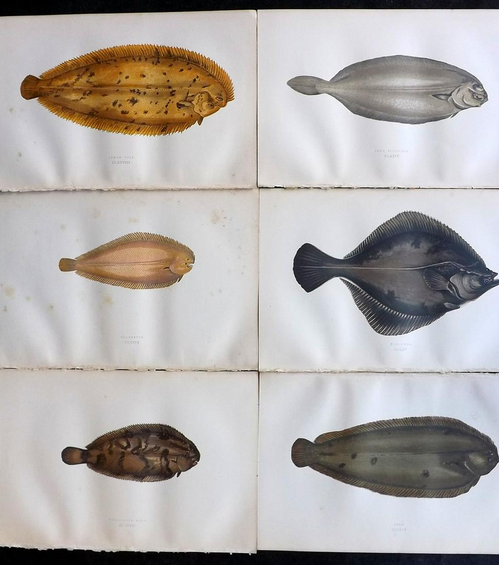 Couch, Jonathan 1878 Lot of 6 Antique Fish Prints: Color Printed Woodblocks Published 1877-78, London for "A History of the Fishes of the British Islands" by Jonathan Couch. Paper Size: 9.5 x 7 inch (24 x 17cm) Good Condition