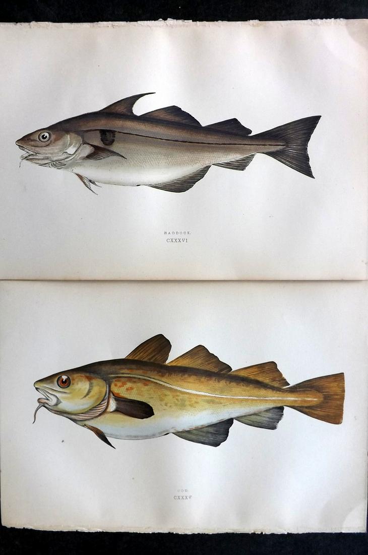 Couch, Jonathan 1878 Pair of Fish Prints. Cod & Haddock (1 of 2)