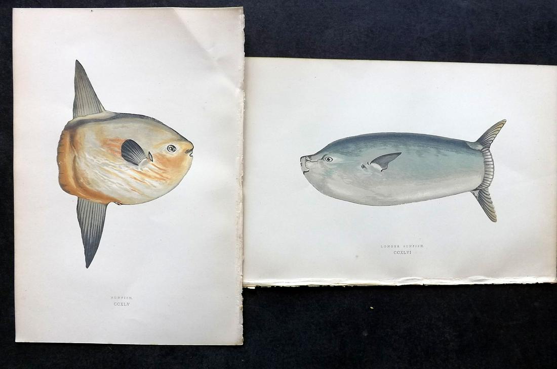 Couch, Jonathan 1878 Pair of Fish Prints. Sunfsish: Color Printed Woodblocks Published 1877-78, London for "A History of the Fishes of the British Islands" by Jonathan Couch. Paper Size: 9.5 x 7 inch (24 x 17cm) Good Condition