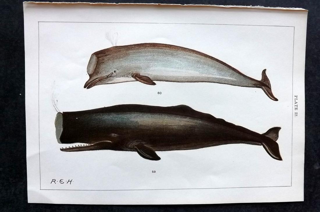 Gordon, W. J. C1900 Antique Print. Whales (1 of 2)