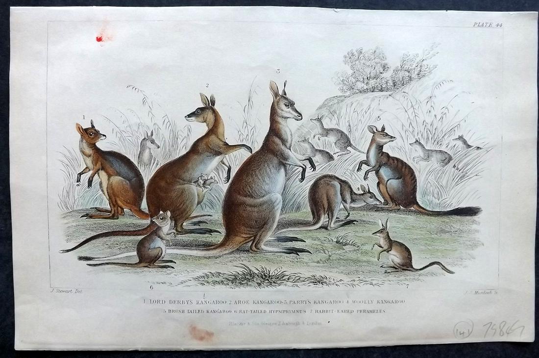 Goldsmith, Oliver 1870 Hand Col Print. Kangaroos, Australia: Hand Colored Steel Engravings Published 1870 by Blackie & Son, London for "A History of the Earth and Animated Nature" by Oliver Goldsmith. Paper Size: 9.5 x 6 inch (24 x 16cm) A couple of red marks t