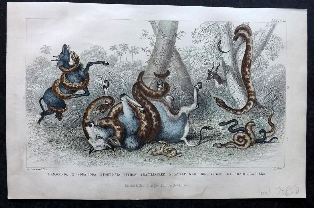 Goldsmith, Oliver 1870 Hand Col Print. Snakes (1 of 2)