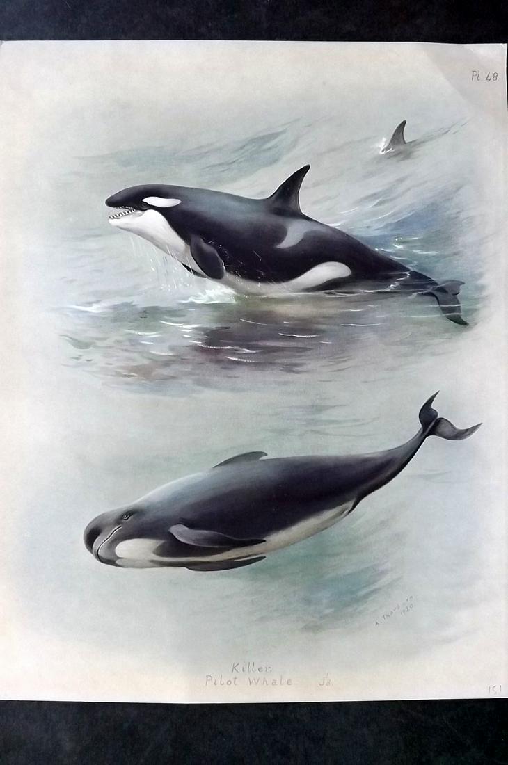Thorburn, Archibald 1920 Rare Folio Print. Killer & Pilot Whales: Folio Chromolithographs Published 1920-21, London for "British Mammals" by Archibald Thorburn. On Heavy Stock Paper. Rare. This Edition Limited to 500 Copies. Paper Size: 12.5 x 10 inch (32 x 25cm) Go