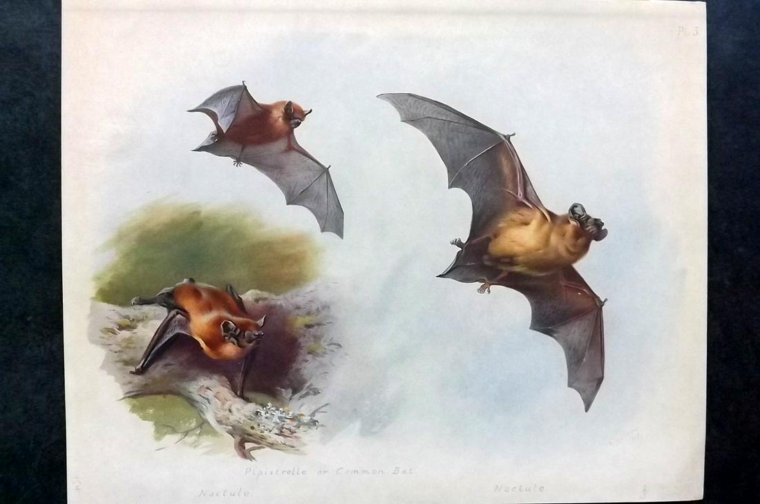 Thorburn, Archibald 1920 Rare Folio Print. Common & Noctule Bats (1 of 2)