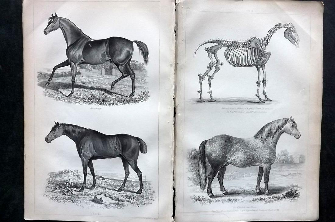 Wilson, John 1852 Pair of Horse Prints (1 of 2)