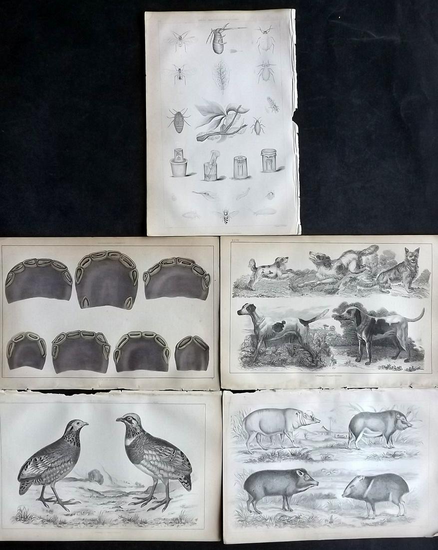 Wilson, John 1852 Lot of 5 Natural History Prints: Steel Engravings/Etchings Published 1851-52, London for "The Farmer's Dictionary…" Edited by John Wilson. Paper Size: 9.5 x 6.5 inch (25 x 16.5cm) Good Condition