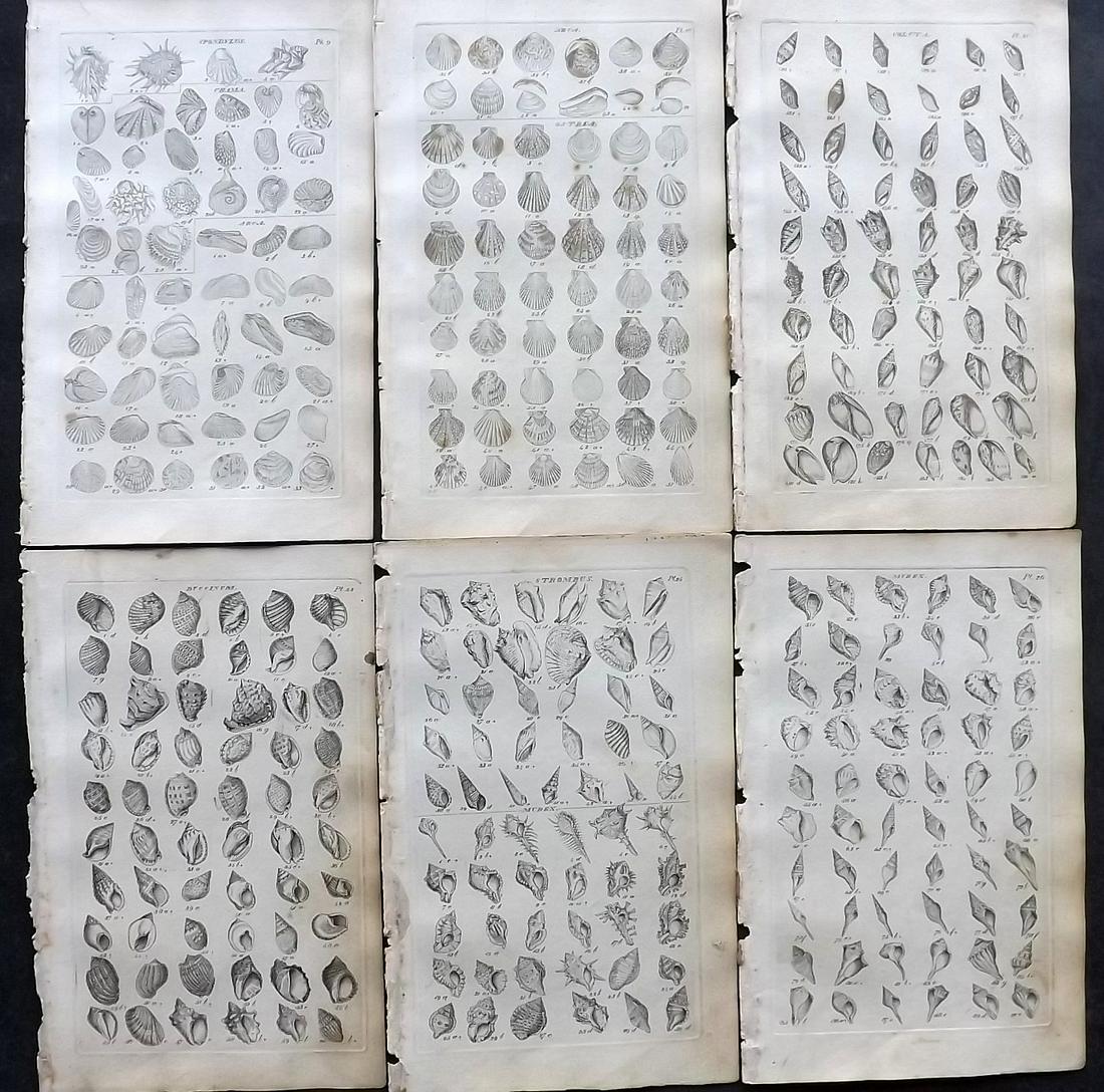 Wood, William 1825 Lot of 6 Antique Shell Prints: Etchings Published 1825, London for "Index Testaceologicus; Or A Catalogue of Shells, British and Foreign…" by William Wood. Paper Size: 8 x 5 inch (20 x 13cm) All with ink library stamp on reverse,