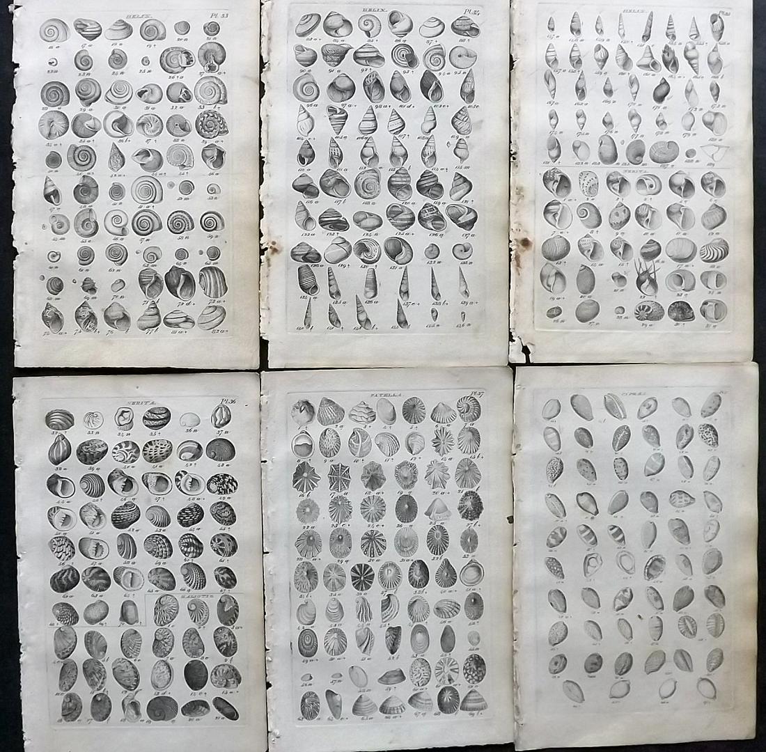 Wood, William 1825 Lot of 6 Antique Shell Prints: Etchings Published 1825, London for "Index Testaceologicus; Or A Catalogue of Shells, British and Foreign…" by William Wood. Paper Size: 8 x 5 inch (20 x 13cm) All with ink library stamp on reverse,