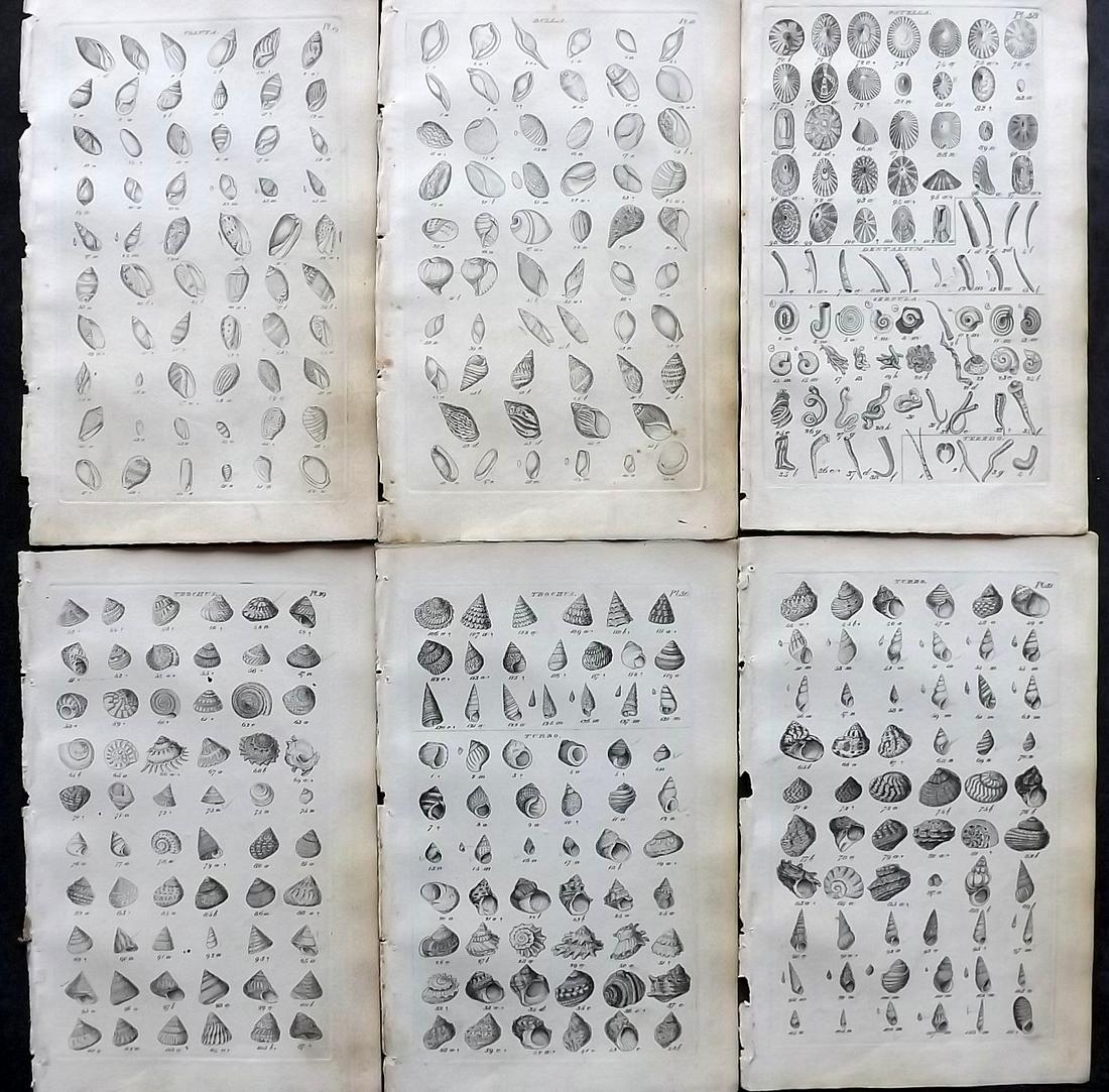 Wood, William 1825 Lot of 6 Antique Shell Prints: Etchings Published 1825, London for "Index Testaceologicus; Or A Catalogue of Shells, British and Foreign…" by William Wood. Paper Size: 8 x 5 inch (20 x 13cm) All with ink library stamp on reverse,
