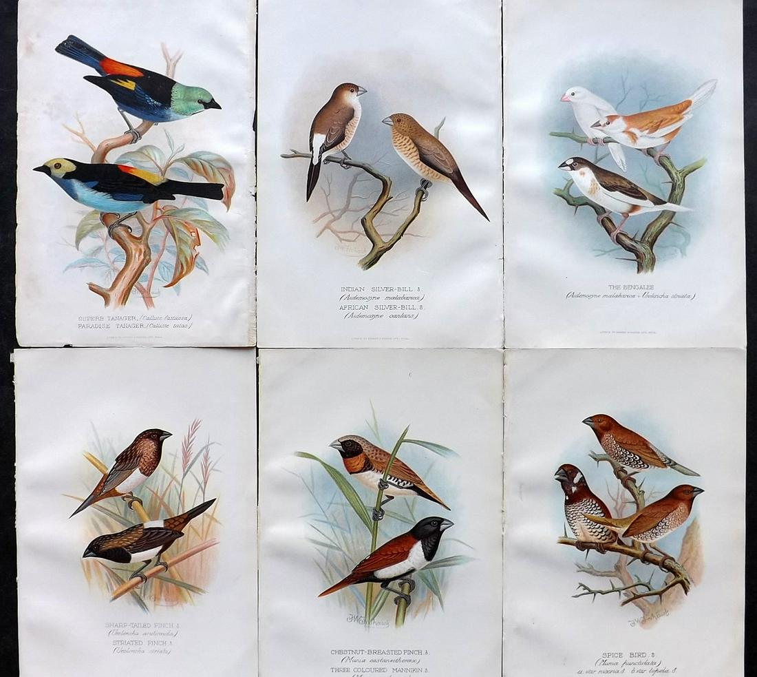 Frohawk, F. W. & Butler, Arthur 1899 Lot of 6 Bird Prints (1 of 2)