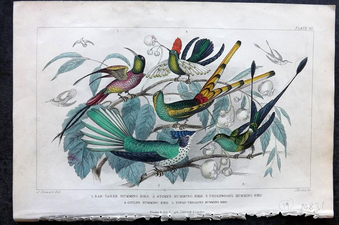 Goldsmith, Oliver 1870 Hand Col Bird Print. Hummingbirds: Hand Colored Steel Engraving Published 1870 by Blackie & Son, London for "A History of the Earth and Animated Nature" by Oliver Goldsmith. Paper Size: 9.5 x 6 inch (24 x 16cm) Tiny red mark, lower lef