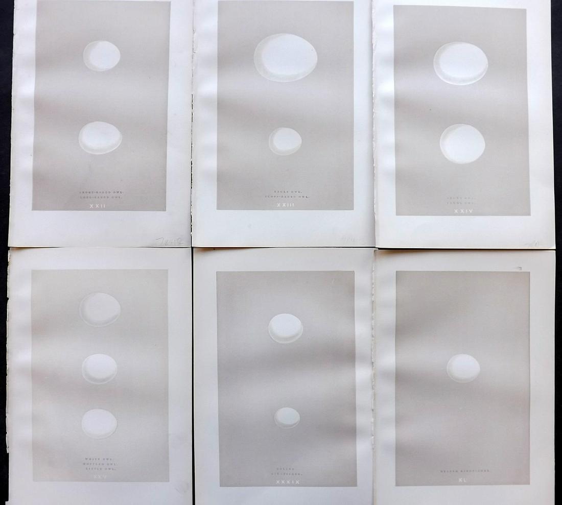 Morris, Francis 1892 Lot of 6 Bird Egg Prints: Woodblock Published 1892 by John C. Nimmo, London for "A Natural History of the Nests & Eggs of British Birds" By the Rev. Frances Orpen Morris, printed Benjamin Fawcett. Printed in colours and finish