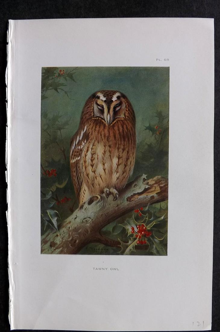 Thorburn, Archibald 1926 Antique Bird Print. Tawny Owl: Vintage Offset Lithograph Published 1925-26, London for "British Birds" by Archibald Thorburn. Paper Size: 8.5 x 5.5 inch (22 x 14cm) Good Condition