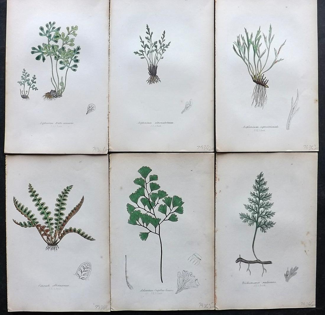 Johnson, Charles 1859 Lot of 6 Hand Col Fern Prints: Hand Coloured Lithographs Published 1859, London for "The Ferns of Great Britain" by Charles Johnson. Illustrated by John E. Sowerby. Paper Size: 9 x 6 inch (23 x 15cm) Good Condition